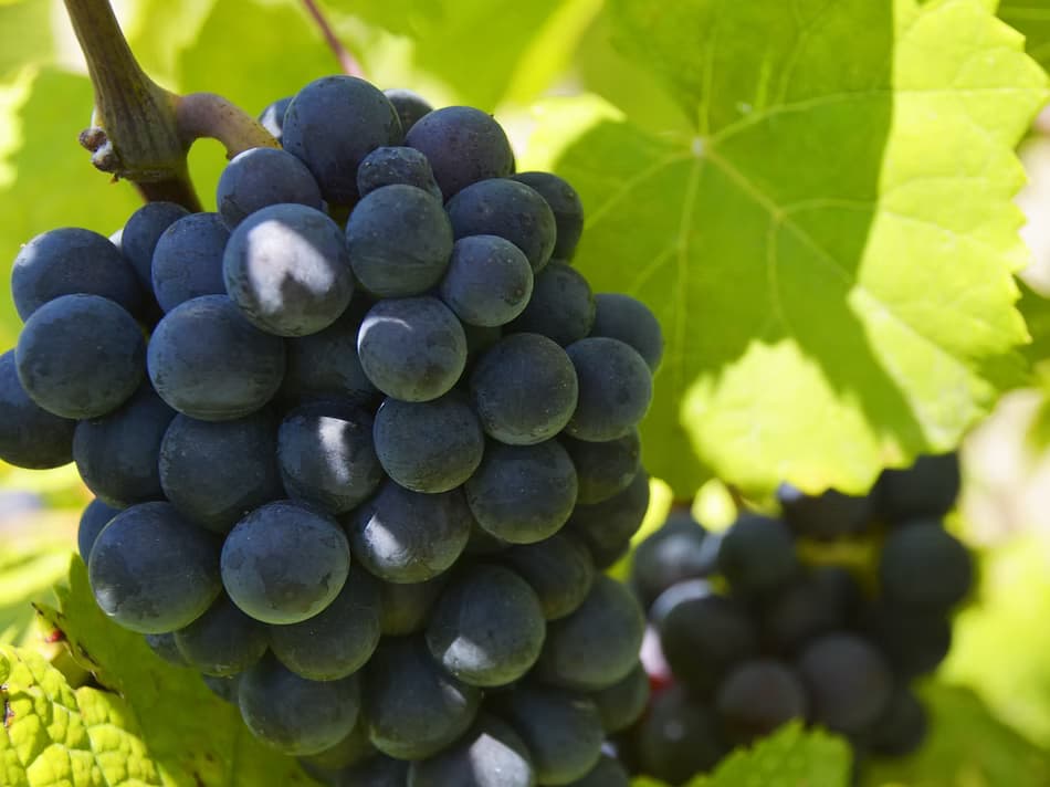 Red grapes