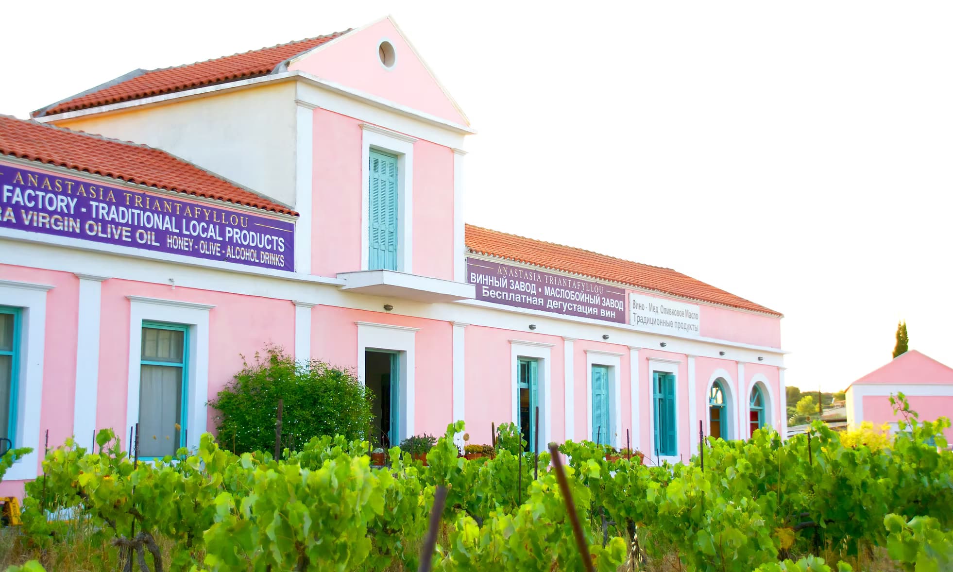 Vineyard